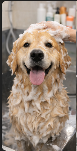 【ゴールデンレトリバー】シャンプーの仕方