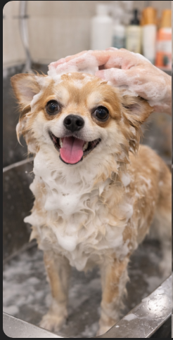 【チワワ】シャンプーの仕方